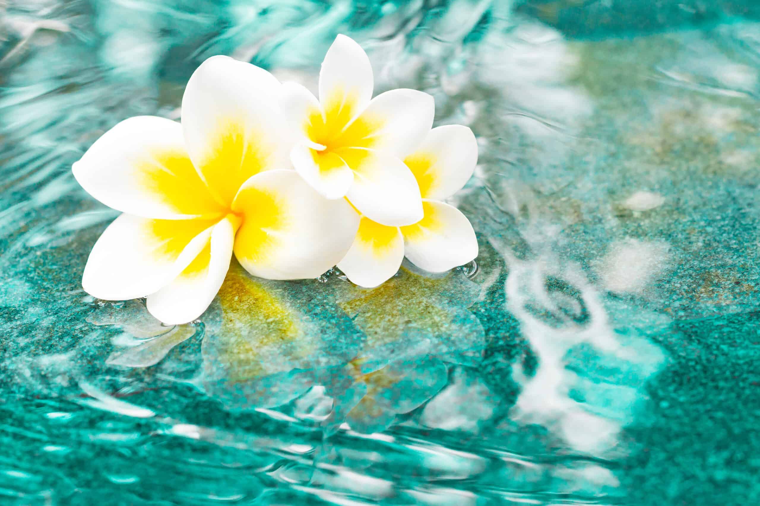 white and yellow flower floating on the surface of a freshly renovated pool